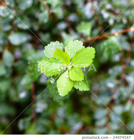 rain drops on green leaves of hawthorn plant rain drops on green leaves of hawthorn plant 24974587