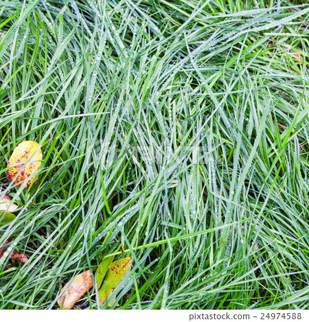 rain drops on green grass in autumn rain drops on green grass in autumn 24974588