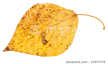 yellow fallen leaf of poplar tree isolated 24974778