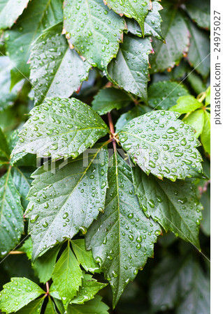 rain drops on green leaves of Parthenocissus plant rain drops on green leaves of Parthenocissus plant 24975027
