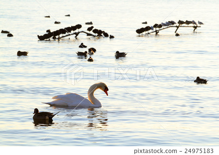 Morning of the marshland 24975183