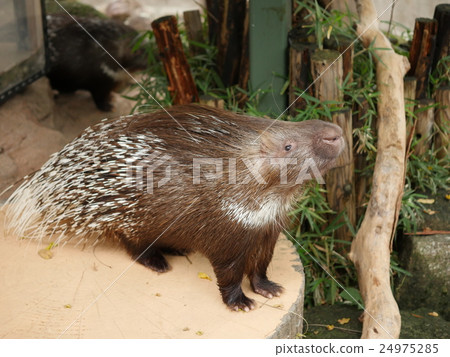 Inokashira Nature Culture Park's Porcupine Inokashira Nature Culture Park's Porcupine 24975285