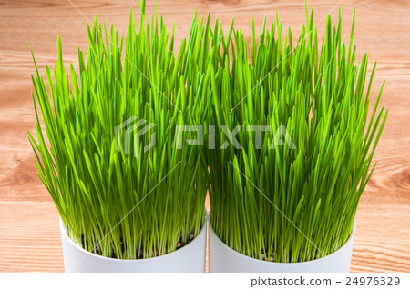 Pet glasses 24976329