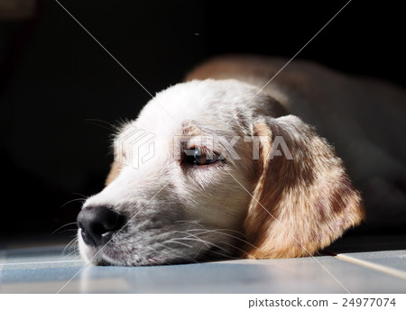 white pastel beige colour long fur and ears puppy white pastel beige colour long fur and ears puppy 24977074