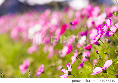 Beautiful cosmos field continuing forever Hana flower color color dense 24977149