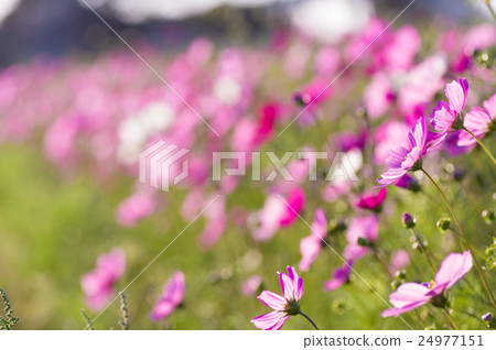 A beautiful cosmos field continuing forever Hana flower line 24977151