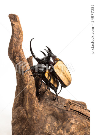 Five-horned Rhinoceros Beetle 24977383