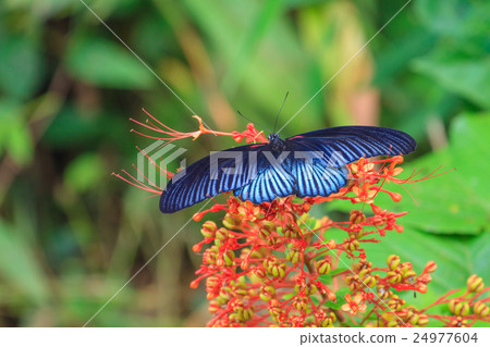 Black male great mormon open wing on tree Black male great mormon open wing on tree 24977604