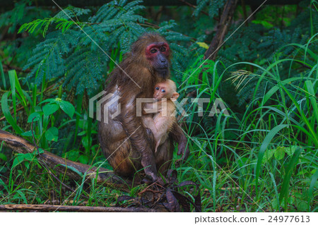 Stump-tailed macaque (Macaca arctoides ) in nature Stump-tailed macaque (Macaca arctoides ) in nature 24977613