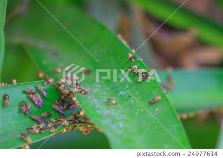 Close up Wasp on leaf 24977614