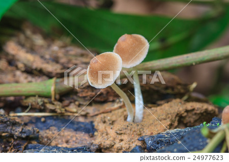 close up mushroom in deep forest 24977623