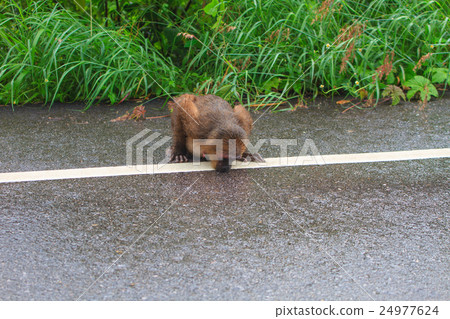Stump-tailed macaque (Macaca arctoides ) in nature 24977624