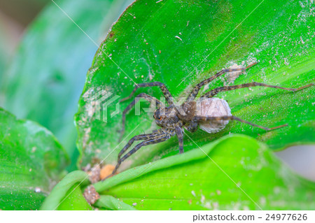 close up spider in forest 24977626