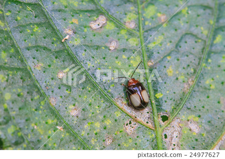 Ladybug on a green leaf Ladybug on a green leaf 24977627