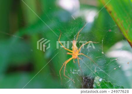close up spider in forest close up spider in forest 24977628