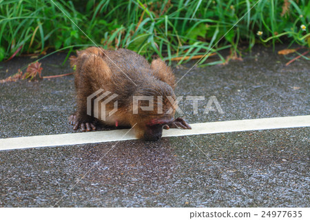 Stump-tailed macaque (Macaca arctoides ) in nature Stump-tailed macaque (Macaca arctoides ) in nature 24977635