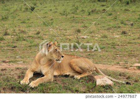 Young female lion (Kenya) 24977687