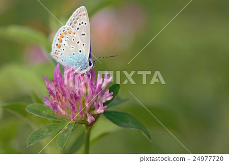 Common Blue (Polyomathus icarus) Common Blue (Polyomathus icarus) 24977720