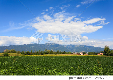 Agriculture, field of soybean Agriculture, field of soybean 24977928