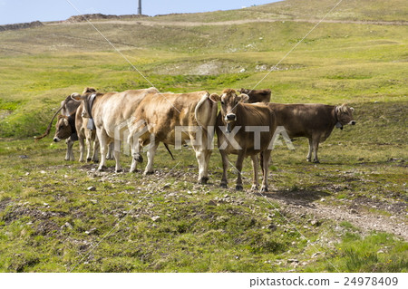 Brown cows pasture in Italian Alps with cableway Brown cows pasture in Italian Alps with cableway 24978409