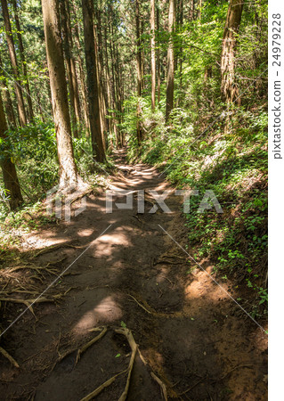 From Mt. Takao to Kageiyama mountain climbing course From Mt. Takao to Kageiyama mountain climbing course 24979228