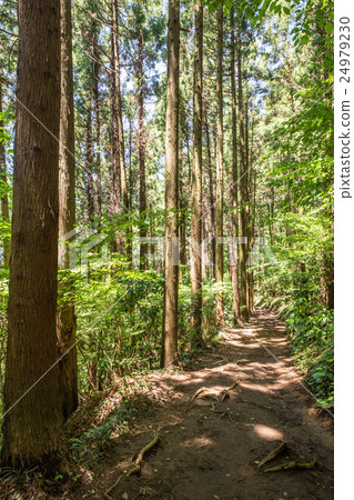 From Mt. Takao to Kageiyama mountain climbing course From Mt. Takao to Kageiyama mountain climbing course 24979230