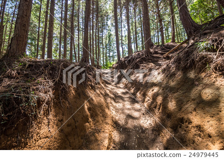 From Mt. Takao to Kageiyama mountain climbing course From Mt. Takao to Kageiyama mountain climbing course 24979445