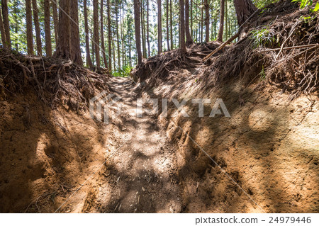 從Mt. Takao到Kageiyama登山路線 從Mt. Takao到Kageiyama登山路線 24979446