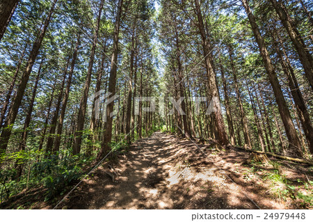 From Mt. Takao to Kageiyama mountain climbing course From Mt. Takao to Kageiyama mountain climbing course 24979448