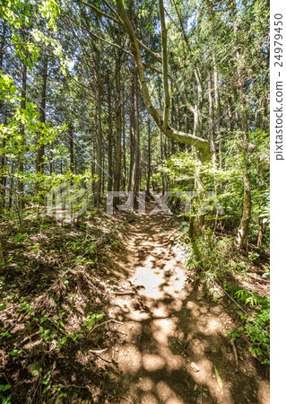 From Mt. Takao to Kageiyama mountain climbing course From Mt. Takao to Kageiyama mountain climbing course 24979450