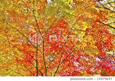 秋天的樹葉 24979647