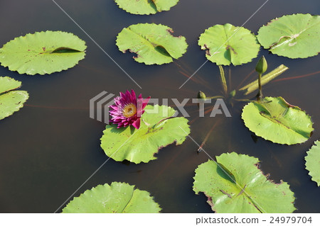 Water lilies Water lilies 24979704