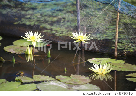 Water lilies Water lilies 24979710