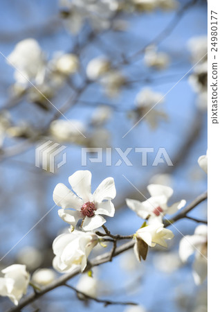 Kobushi花 24980177
