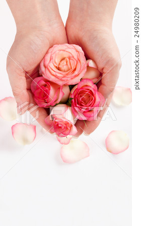 pink roses in woman's hands 24980209
