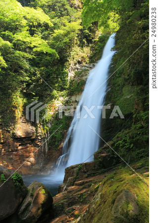 新鮮的綠色和竹子瀑布 24980238