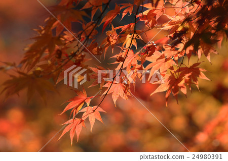 Autumn Leaves Of Eikan-do Zenrin-ji Autumn Leaves Of Eikan-do Zenrin-ji 24980391