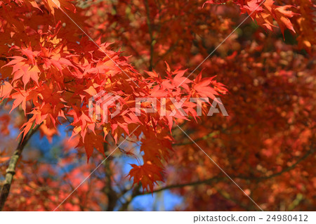 Autumn Leaves Of Eikan-do Zenrin-ji 24980412