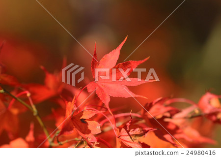 Autumn Leaves Of Eikan-do Zenrin-ji 24980416