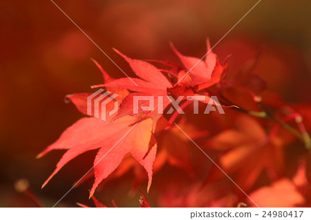 Autumn Leaves Of Eikan-do Zenrin-ji 24980417