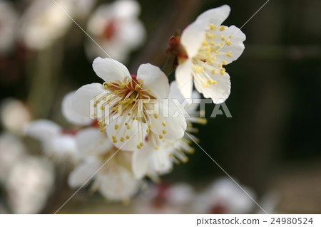 梅白色組起來白梅 24980524