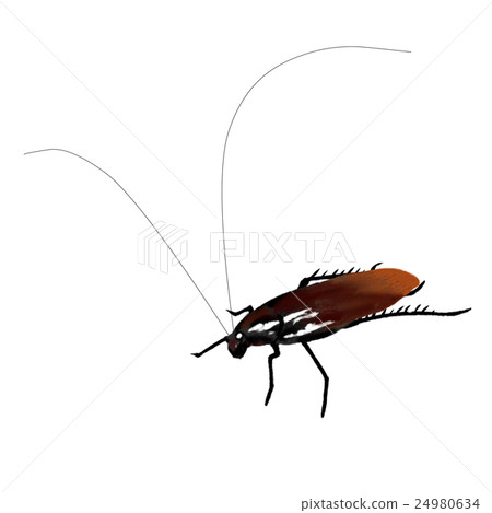 Cockroach 1 24980634