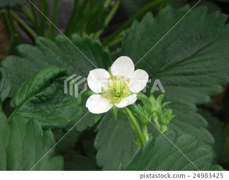 草莓花 24983425