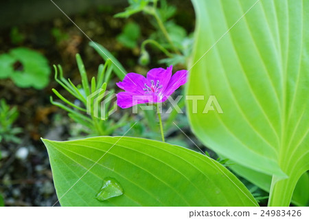 美麗的Akebono Furo 24983426