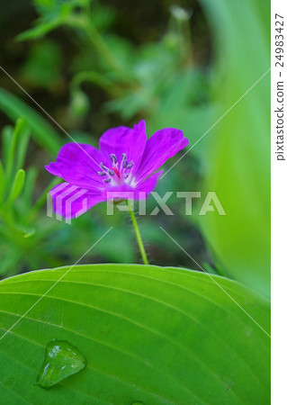 美麗的Akebono Furo 24983427