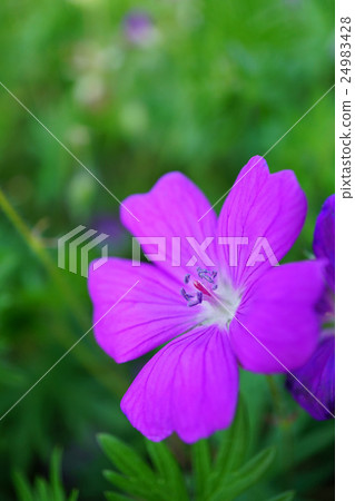 美麗的Akebono Furo 美麗的Akebono Furo 24983428