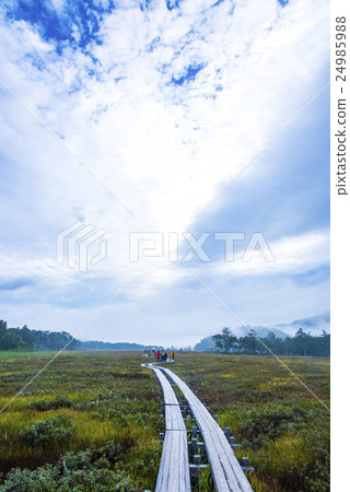 Walk on the tree road of Ozegahara Walk on the tree road of Ozegahara 24985988