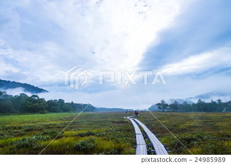 走在Ozegahara的樹路上 24985989