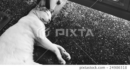 Cat Sleeping Street Peaceful Concept Cat Sleeping Street Peaceful Concept 24986318