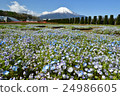 Nemophila field - flower park city park Nemophila field - flower park city park 24986605